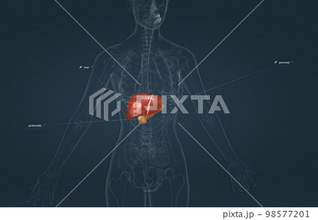 The digestive role of the liver is to produce bile and export it to the duodenum. 98577201