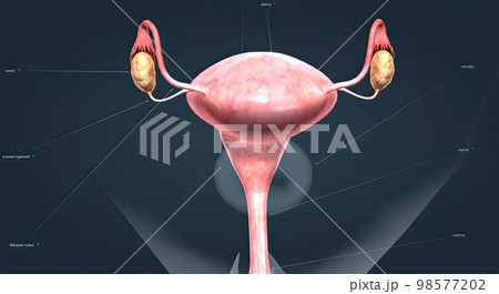 A female's internal reproductive organs 98577202