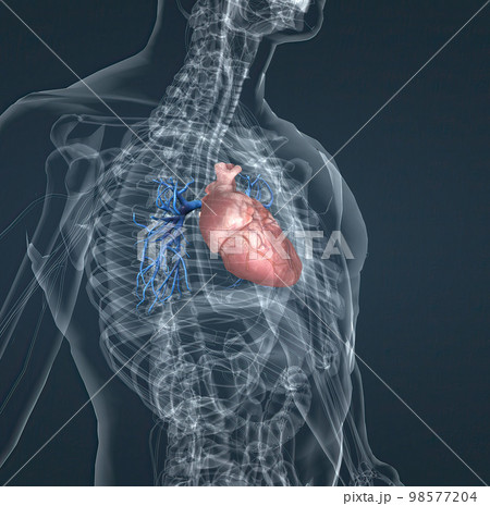 The blood vessels of the pulmonary circulation are the pulmonary arteries and the pulmonary veins The blood vessels of the pulmonary circulation are the pulmonary arteries and the pulmonary veins 98577204