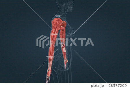 Female the pectoralis major, latissimus dorsi, deltoid, and rotator cuff muscles connect to the humerus and move the arm 98577209