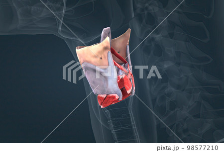 The larynx is an organ located in the anterior neck. 98577210
