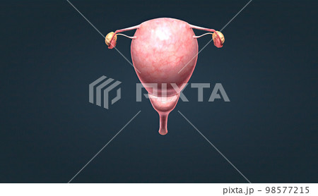 A female's internal reproductive organs 98577215