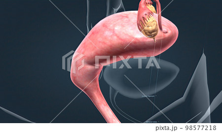 A female's internal reproductive organs 98577218