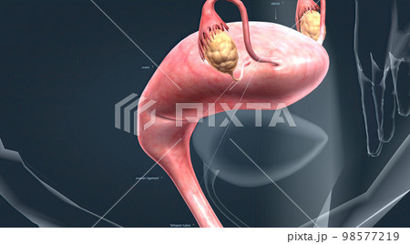 A female's internal reproductive organs 98577219