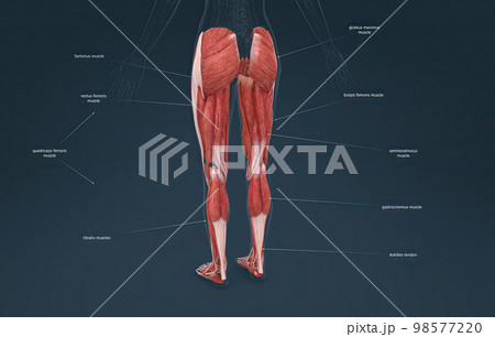 Female muscles of the lower limb 98577220