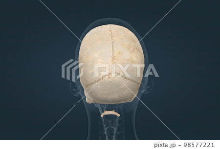 The female skull is a bone protective cavity for the brain 98577221