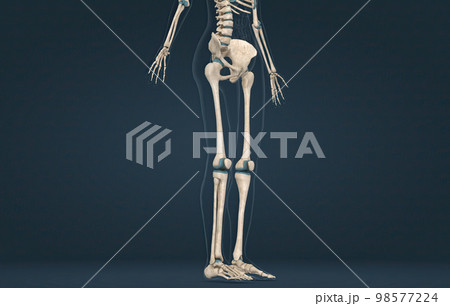 Pelvic girdle and lower limb, overview and surface anatomy 98577224