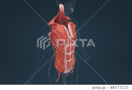 Female Trunk muscles are the muscles that cover the trunk 98577225