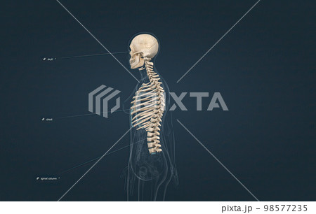 The axial is the part of the skeleton that consists of the bones of the head and trunk of a skeleton. 98577235
