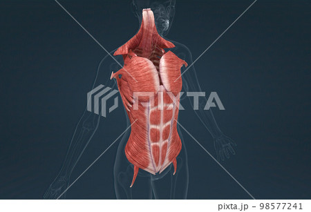 Female Trunk muscles are the muscles that cover the trunk 98577241