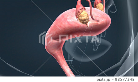 A female's internal reproductive organs 98577248
