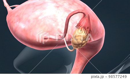 A female's internal reproductive organs 98577249