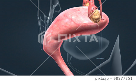 A female's internal reproductive organs 98577251