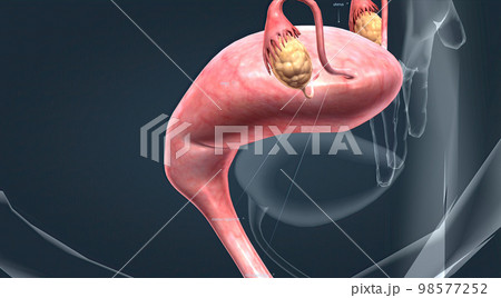 A female's internal reproductive organs 98577252