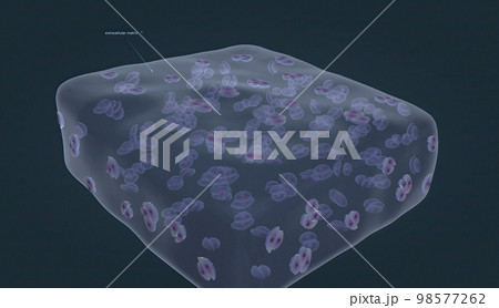 Chondrocytes are the cells responsible for cartilage formation 98577262