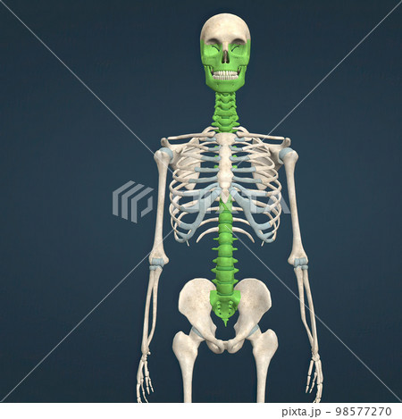 Human face, neck and spinal cord skeleton Human face, neck and spinal cord skeleton 98577270
