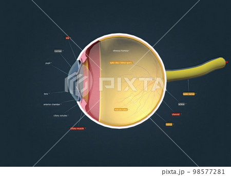 Structure of the Human Eye and anatomy of vision 98577281