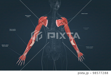 Female the pectoralis major, latissimus dorsi, deltoid, and rotator cuff muscles connect to the humerus and move the arm Female the pectoralis major, latissimus dorsi, deltoid, and rotator cuff muscles connect to the humerus and move the arm 98577288