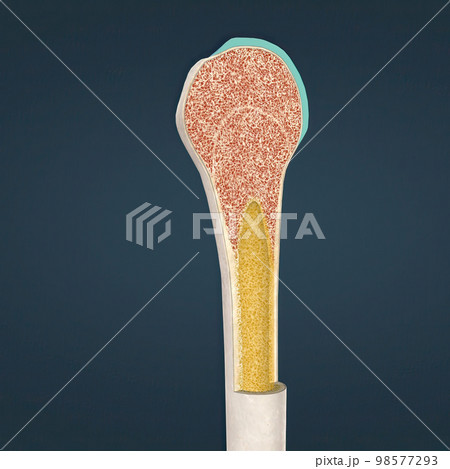 The humerus also known as the upper arm bone is a long bone that runs from the shoulder and scapula to the elbow. The humerus also known as the upper arm bone is a long bone that runs from the shoulder and scapula to the elbow. 98577293