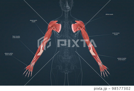 Female the pectoralis major, latissimus dorsi, deltoid, and rotator cuff muscles connect to the humerus and move the arm 98577302