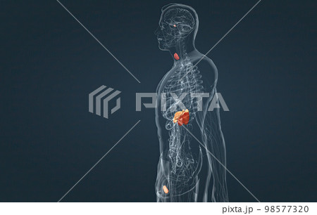 The hormonal system has various glands that release different hormones. 98577320