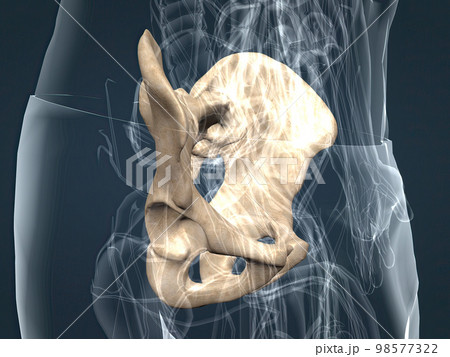 Human anatomy of the pelvic girdle 98577322