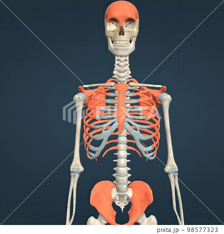 Human Skull, rib cage and hip bone 98577323