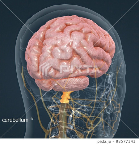 Detailed anatomy of human brain and nervous system closeup 98577343