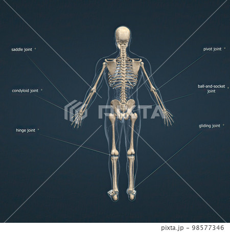 Joints are the parts of your body where your bones meet. Joints allow the bones of your skeleton to move. 98577346