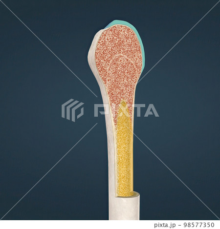 The humerus also known as the upper arm bone is a long bone that runs from the shoulder and scapula to the elbow. The humerus also known as the upper arm bone is a long bone that runs from the shoulder and scapula to the elbow. 98577350