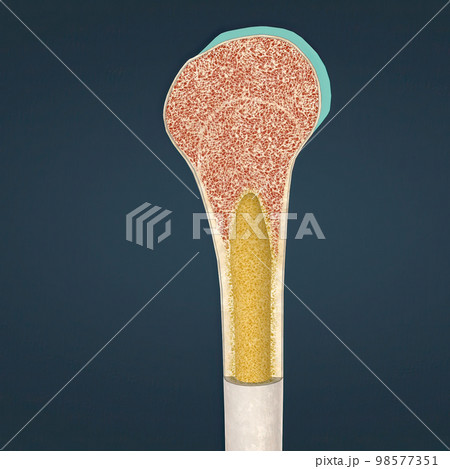 The humerus also known as the upper arm bone is a long bone that runs from the shoulder and scapula to the elbow. The humerus also known as the upper arm bone is a long bone that runs from the shoulder and scapula to the elbow. 98577351