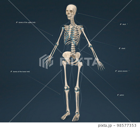 The female axial skeleton supports the head, neck, back, and chest and this forms the vertical axis of the body. 98577353