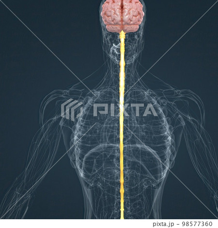 Central Nervous System. Brain and spinal cord Central Nervous System. Brain and spinal cord 98577360