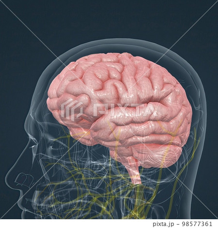 Central Nervous System. Brain and spinal cord 98577361