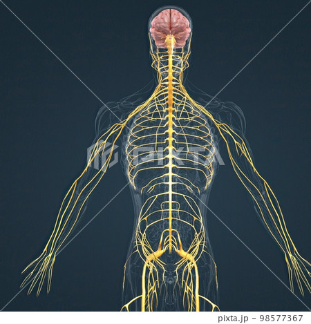 Central Nervous System. Brain and spinal cord 98577367