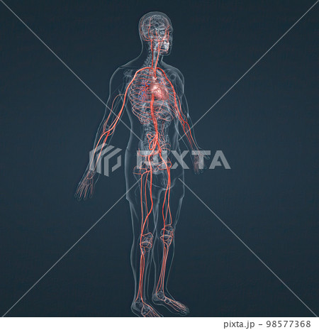 The circulatory system consists of blood vessels that carry blood to the heart. 98577368