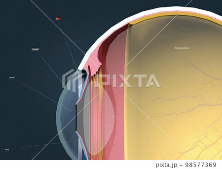 Structure of the Human Eye and anatomy of vision Structure of the Human Eye and anatomy of vision 98577369