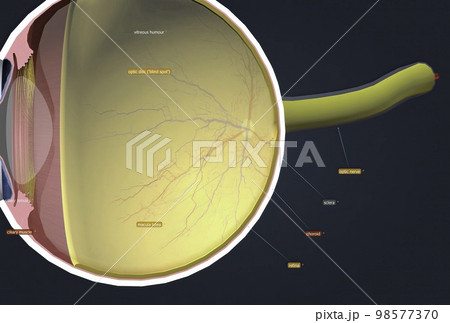 Structure of the Human Eye and anatomy of vision 98577370