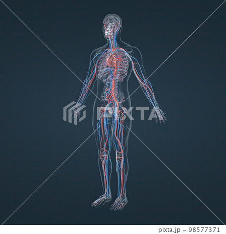 The circulatory system consists of blood vessels that carry blood to the heart. The circulatory system consists of blood vessels that carry blood to the heart. 98577371