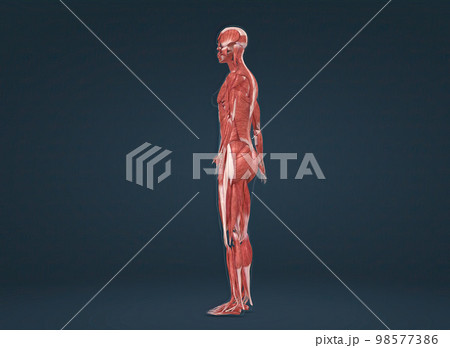 Female human muscular system anatomy 98577386