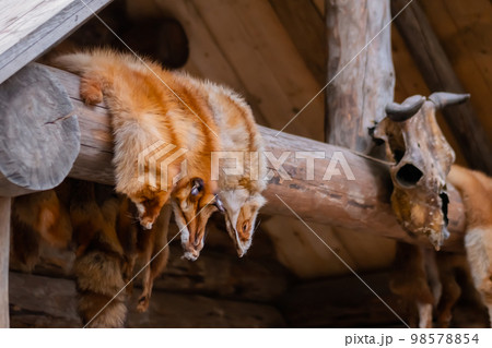 Row of fox fur pelts hanging on wooden log Row of fox fur pelts hanging on wooden log 98578854