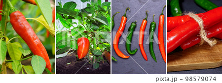 Collage of vegetables products of vegetable peppers garden. Healthy eating concept. Gardening background. 98579074