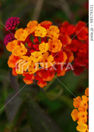 Orange-red inflorescences of the lantana flower in the garden 98579331