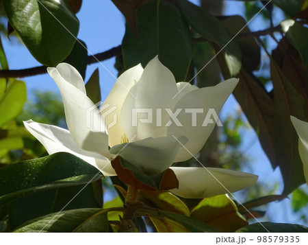 A huge white magnolia flower on a branch A huge white magnolia flower on a branch 98579335