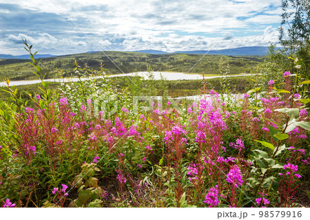 Meadow on Alaska Meadow on Alaska 98579916