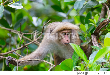 Monkey 98579917