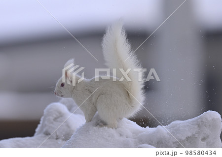 白いエゾリス 98580434