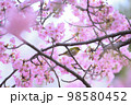 河津桜 98580452