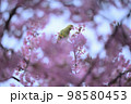 河津桜 98580453