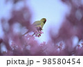 河津桜 98580454